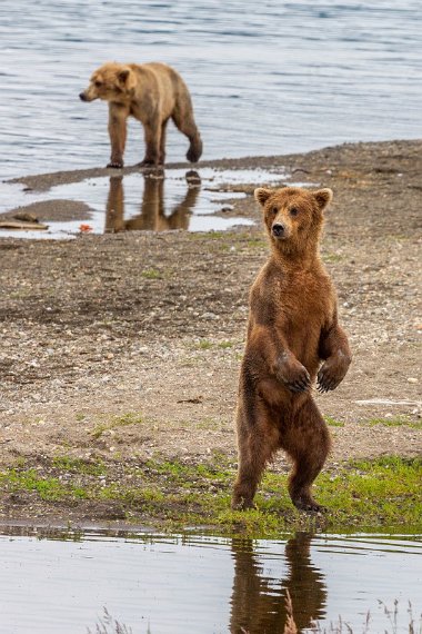 160 Katmai NP, bruine beren.jpg